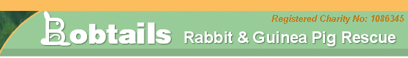 Bobtails Rabbit & Guinea Pig Rescue